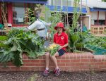 The vegetable garden at Monash Primary